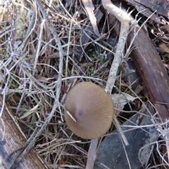 Unverified Cap on a stem; gills below cap [mushrooms or mushroom-like] at Kambah, ACT - 29 Jul 2025 by SandraH