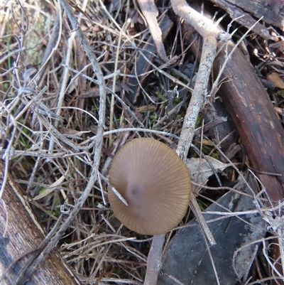 Unverified Cap on a stem; gills below cap [mushrooms or mushroom-like] at Kambah, ACT - 29 Jul 2025 by SandraH