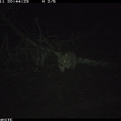 Vombatus ursinus (Bare-nosed Wombat, Common wombat) at Crowther, NSW - 11 Jun 2025 by Frecko