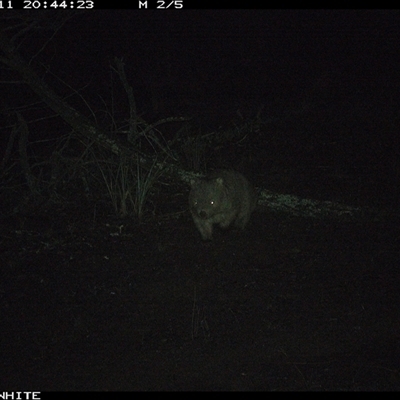 Vombatus ursinus (Bare-nosed Wombat, Common wombat) at Crowther, NSW - 11 Jun 2025 by Frecko