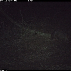 Vombatus ursinus (Bare-nosed Wombat, Common wombat) at Crowther, NSW - 17 Jun 2025 by Frecko