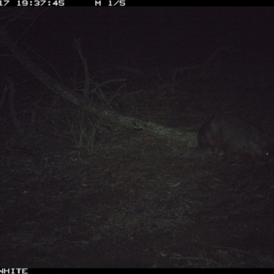 Vombatus ursinus (Bare-nosed Wombat, Common wombat) at Crowther, NSW - 17 Jun 2025 by Frecko