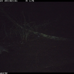Trichosurus vulpecula (Common Brushtail Possum) at Crowther, NSW - 10 Jun 2025 by Frecko