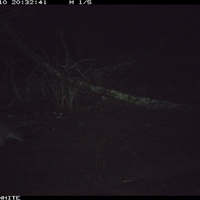 Trichosurus vulpecula (Common Brushtail Possum) at Crowther, NSW - 10 Jun 2025 by Frecko