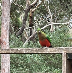Alisterus scapularis (Australian King-Parrot) at Dunbogan, NSW - 29 Jul 2025 by LPW