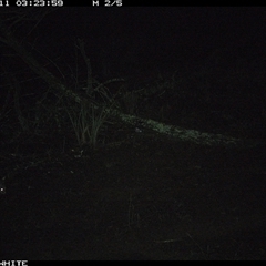 Trichosurus vulpecula (Common Brushtail Possum) at Crowther, NSW - 11 Jun 2025 by Frecko
