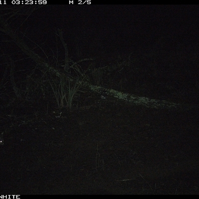 Trichosurus vulpecula (Common Brushtail Possum) at Crowther, NSW - 11 Jun 2025 by Frecko