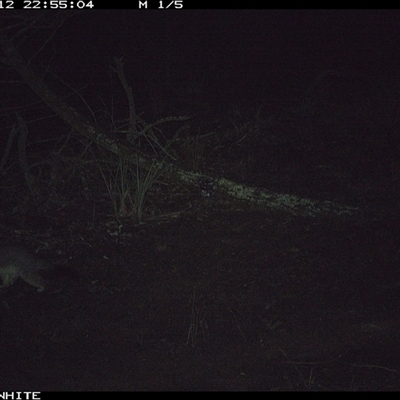 Trichosurus vulpecula (Common Brushtail Possum) at Crowther, NSW - 12 Jun 2025 by Frecko
