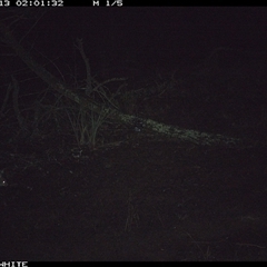 Trichosurus vulpecula (Common Brushtail Possum) at Crowther, NSW - 13 Jun 2025 by Frecko