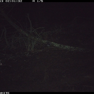 Trichosurus vulpecula (Common Brushtail Possum) at Crowther, NSW - 13 Jun 2025 by Frecko