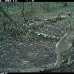 Macropus giganteus (Eastern Grey Kangaroo) at Crowther, NSW - 11 Jun 2025 by Frecko