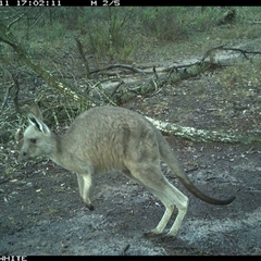 Macropus giganteus (Eastern Grey Kangaroo) at Crowther, NSW - 11 Jun 2025 by Frecko