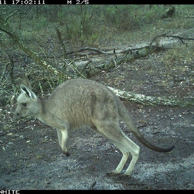 Macropus giganteus (Eastern Grey Kangaroo) at Crowther, NSW - 11 Jun 2025 by Frecko