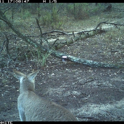 Macropus giganteus (Eastern Grey Kangaroo) at Crowther, NSW - 11 Jun 2025 by Frecko