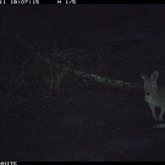 Macropus giganteus (Eastern Grey Kangaroo) at Crowther, NSW - 11 Jun 2025 by Frecko