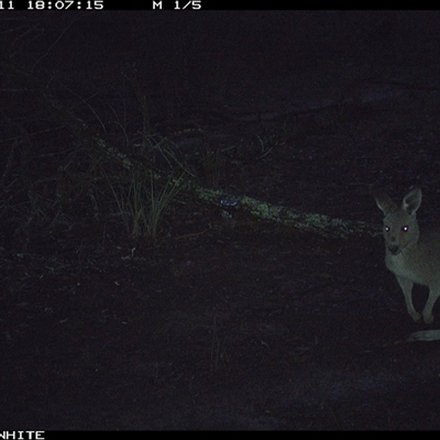 Macropus giganteus (Eastern Grey Kangaroo) at Crowther, NSW - 11 Jun 2025 by Frecko