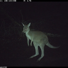 Macropus giganteus (Eastern Grey Kangaroo) at Crowther, NSW - 11 Jun 2025 by Frecko