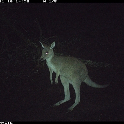Macropus giganteus (Eastern Grey Kangaroo) at Crowther, NSW - 11 Jun 2025 by Frecko