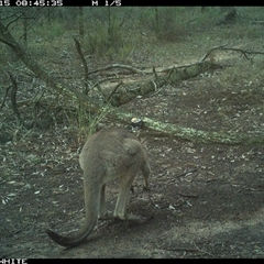 Macropus giganteus (Eastern Grey Kangaroo) at Crowther, NSW - 15 Jun 2025 by Frecko