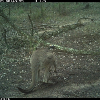 Macropus giganteus (Eastern Grey Kangaroo) at Crowther, NSW - 15 Jun 2025 by Frecko
