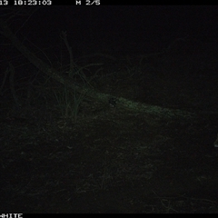 Vulpes vulpes (Red Fox) at Crowther, NSW - 13 Jun 2025 by Frecko