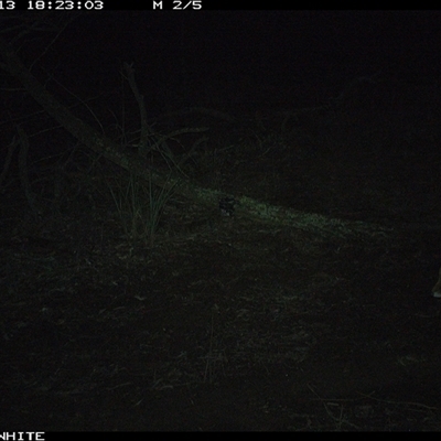Vulpes vulpes (Red Fox) at Crowther, NSW - 13 Jun 2025 by Frecko