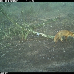 Vulpes vulpes (Red Fox) at Crowther, NSW - 16 Jun 2025 by Frecko
