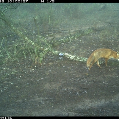 Vulpes vulpes (Red Fox) at Crowther, NSW - 16 Jun 2025 by Frecko