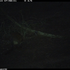Wallabia bicolor (Swamp Wallaby) at Crowther, NSW - 14 Jun 2025 by Frecko