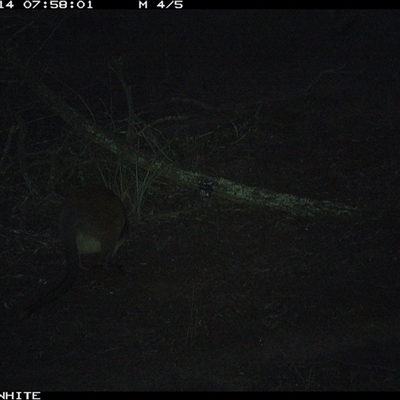 Wallabia bicolor (Swamp Wallaby) at Crowther, NSW - 14 Jun 2025 by Frecko