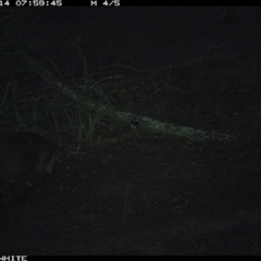 Wallabia bicolor (Swamp Wallaby) at Crowther, NSW - 14 Jun 2025 by Frecko