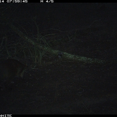 Wallabia bicolor (Swamp Wallaby) at Crowther, NSW - 14 Jun 2025 by Frecko