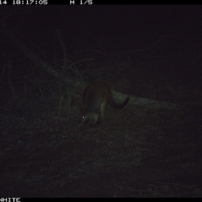 Wallabia bicolor (Swamp Wallaby) at Crowther, NSW - 14 Jun 2025 by Frecko