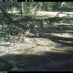 Corcorax melanorhamphos (White-winged Chough) at Crowther, NSW - 16 Jun 2025 by Frecko