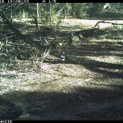 Corcorax melanorhamphos (White-winged Chough) at Crowther, NSW - 16 Jun 2025 by Frecko