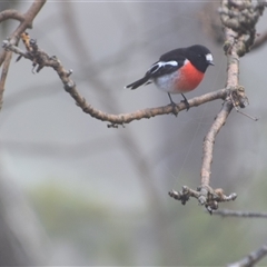 Petroica boodang (Scarlet Robin) at Greenleigh, NSW - 4 Jul 2025 by LyndalT
