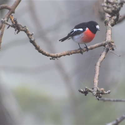 Petroica boodang (Scarlet Robin) at Greenleigh, NSW - 4 Jul 2025 by LyndalT