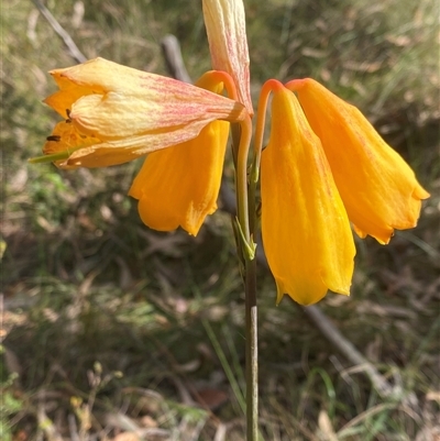 Unverified Other Wildflower or Herb at  - suppressed by pls047