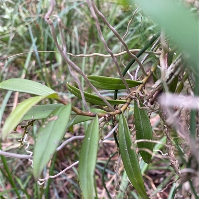Unverified Orchid at  - suppressed by pls047