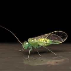 Austropsocus (genus) (A barklice) at Acton, ACT - 29 Jul 2025 by Roger