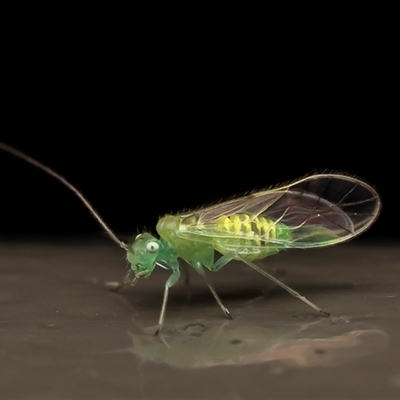Austropsocus (genus) (A barklice) at Acton, ACT - 29 Jul 2025 by Roger