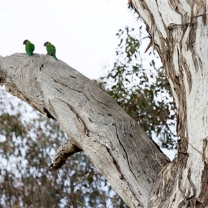 Trichoglossus moluccanus (Rainbow Lorikeet) at Crace, ACT - 29 Jul 2025 by pjpiper