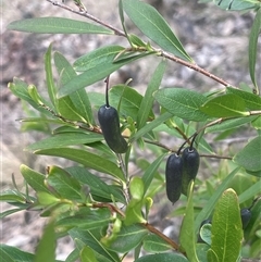 Billardiera heterophylla (Western Australian Bluebell Creeper) at Red Hill, ACT - 29 Jul 2025 by JaneR