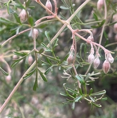 Clematis leptophylla (Small-leaf Clematis, Old Man's Beard) at Red Hill, ACT - 29 Jul 2025 by JaneR