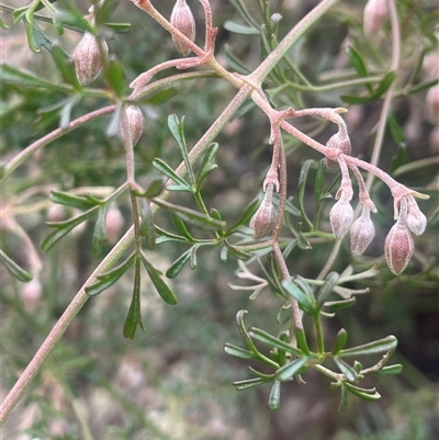 Clematis leptophylla (Small-leaf Clematis, Old Man's Beard) at Red Hill, ACT - 29 Jul 2025 by JaneR