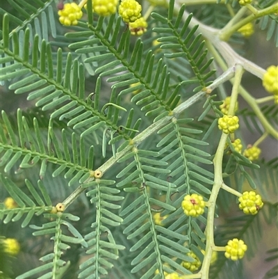 Acacia baileyana x Acacia decurrens (Cootamundra Wattle x Green Wattle (Hybrid)) at Red Hill, ACT - 29 Jul 2025 by JaneR