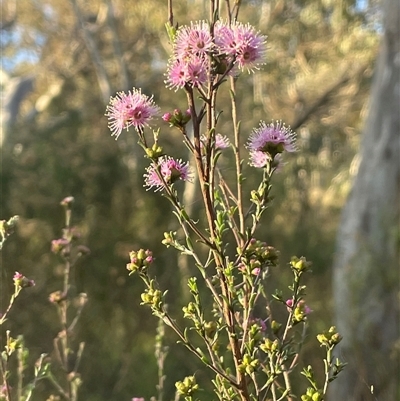 Kunzea parvifolia (Violet Kunzea) at Garran, ACT - 1 Oct 2023 by JaneR