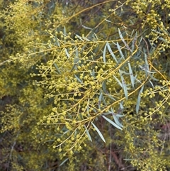 Acacia decora (Showy Wattle) at Red Hill, ACT - 11 Aug 2023 by JaneR