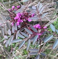 Indigofera australis subsp. australis (Australian Indigo) at Garran, ACT - 8 Oct 2022 by JaneR