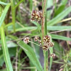 Luzula densiflora (Dense Wood-rush) at Garran, ACT - 8 Oct 2022 by JaneR